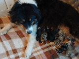 10 chiots Bergers Australiens LOF nés en mai 2026 bleu merle et tricolore à réserver