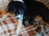 10 chiots Bergers Australiens LOF nés en mai 2026 bleu merle et tricolore à réserver
