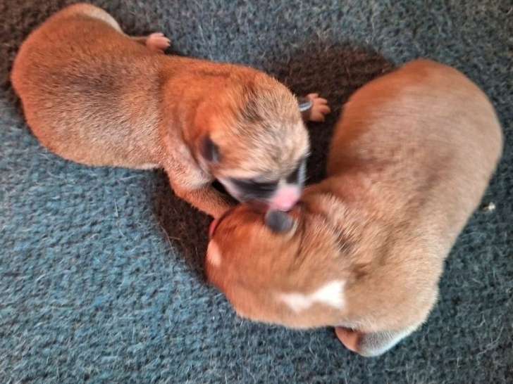 5 chiots Akita Inu LOF à réserver nés en mai 2026