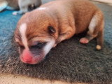 5 chiots Akita Inu LOF à réserver nés en mai 2026