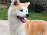 5 chiots Akita Inu LOF à réserver nés en mai 2026