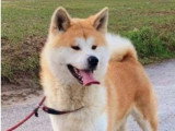 5 chiots Akita Inu LOF à réserver nés en mai 2026