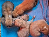 5 chiots Akita Inu LOF à réserver nés en mai 2026