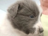 7 chiots Berger Australien LOF nés en avril 2026 à réserver