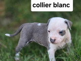 5 chiots Amstaff LOF bleu et blanc nés avril 2026 à réserver
