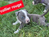 5 chiots Amstaff LOF bleu et blanc nés avril 2026 à réserver