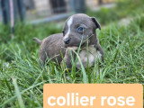 5 chiots Amstaff LOF bleu et blanc nés avril 2026 à réserver