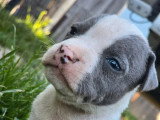 5 chiots Amstaff LOF bleu et blanc nés avril 2026 à réserver
