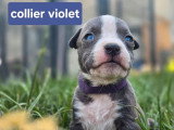 5 chiots Amstaff LOF bleu et blanc nés avril 2026 à réserver