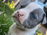 9 chiots Amstaff bleu pan blanc LOF nés en avril 2026 à réserver