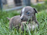 9 chiots Amstaff bleu pan blanc LOF nés en avril 2026 à réserver