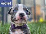 9 chiots Amstaff bleu pan blanc LOF nés en avril 2026 à réserver