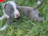 9 chiots Amstaff bleu pan blanc LOF nés en avril 2026 à réserver