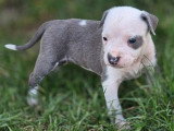 9 chiots Amstaff bleu pan blanc LOF nés en avril 2026 à réserver