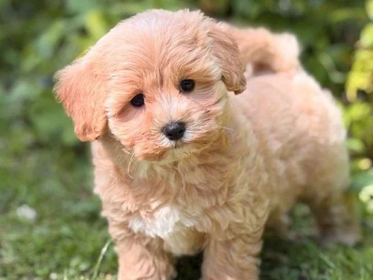 Chiot Maltipoo femelle non LOF à vendre né en mars 2026