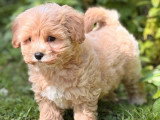 Chiot Maltipoo femelle non LOF à vendre né en mars 2026