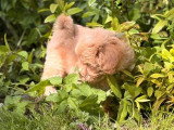 Chiot Maltipoo femelle non LOF à vendre né en mars 2026