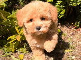 Chiot Maltipoo femelle non LOF à vendre né en mars 2026