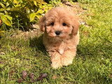Chiot Maltipoo femelle non LOF à vendre né en mars 2026