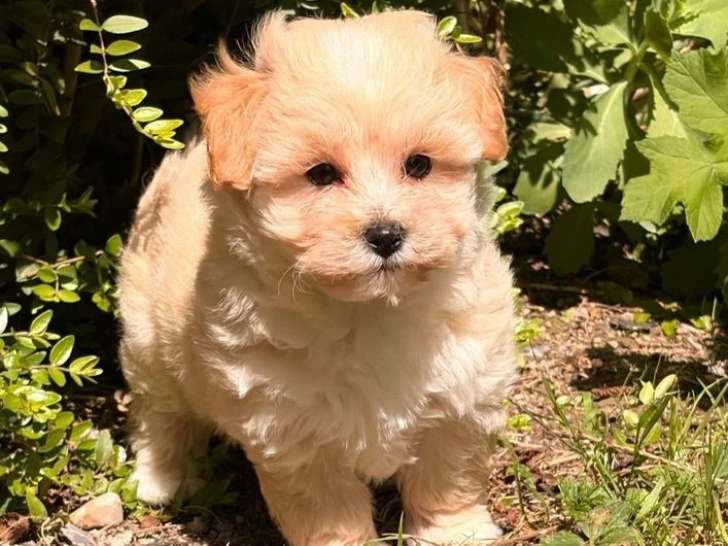 Chiot femelle Maltipoo non LOF à vendre née en mars 2026