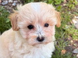 Chiot femelle Maltipoo non LOF à vendre née en mars 2026