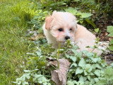 Chiot femelle Maltipoo non LOF à vendre née en mars 2026