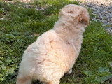 Chiot femelle Maltipoo non LOF à vendre née en mars 2026