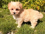 Chiot femelle Maltipoo non LOF à vendre née en mars 2026