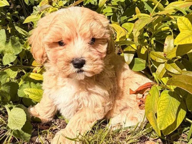 Chiot Maltipoo mâle non LOF à vendre né en mars 2026