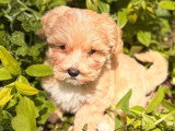 Chiot Maltipoo mâle non LOF à vendre né en mars 2026