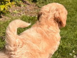 Chiot Maltipoo mâle non LOF à vendre né en mars 2026