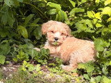 Chiot Maltipoo mâle non LOF à vendre né en mars 2026