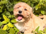 Chiot Maltipoo mâle non LOF à vendre né en mars 2026