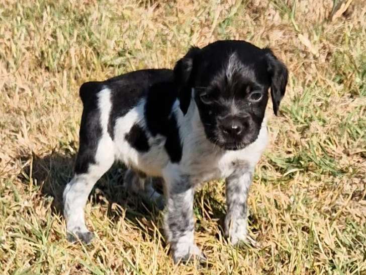 Cinq chiots Épagneul Breton mâles LOF noir et blanc d'avril 2026 à réserver