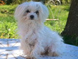 1 chiot Bichon Maltais femelle non LOF né en juillet 2025 à vendre