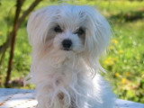1 chiot Bichon Maltais femelle non LOF né en juillet 2025 à vendre