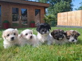 5 chiots Coton de Tuléar non LOF nés en avril 2026 à réserver