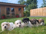 5 chiots Coton de Tuléar non LOF nés en avril 2026 à réserver