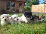 5 chiots Coton de Tuléar non LOF nés en avril 2026 à réserver