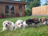 5 chiots Coton de Tuléar non LOF nés en avril 2026 à réserver