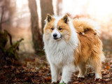 Deux chiots Berger Islandais LOF nés en mai 2026 à vendre