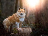 Deux chiots Berger Islandais LOF nés en mai 2026 à vendre