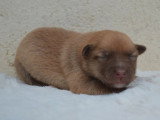Deux chiots Berger Islandais LOF nés en mai 2026 à vendre