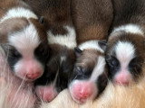 Deux chiots Berger Islandais LOF nés en mai 2026 à vendre