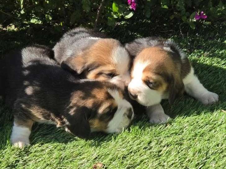 5 chiots Beagle à réserver LOF de mai 2026