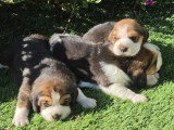 5 chiots Beagle à réserver LOF de mai 2026