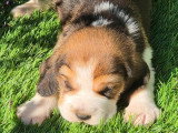 5 chiots Beagle à réserver LOF de mai 2026