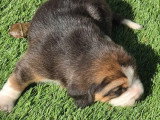 5 chiots Beagle à réserver LOF de mai 2026