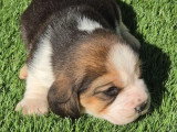 5 chiots Beagle à réserver LOF de mai 2026
