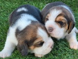 5 chiots Beagle à réserver LOF de mai 2026